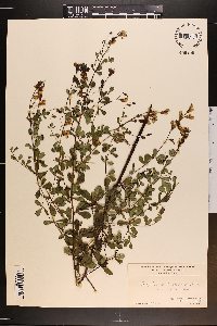 Baptisia tinctoria image