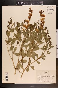 Baptisia sphaerocarpa image