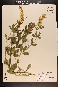 Baptisia sphaerocarpa image