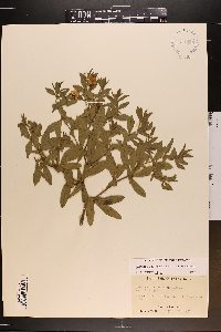 Baptisia bracteata image