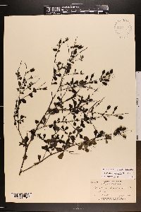 Baptisia tinctoria image