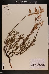 Polygonella robusta image