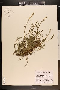 Corydalis halei image