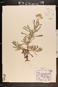 Laphangium luteoalbum image