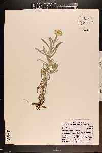 Laphangium luteoalbum image