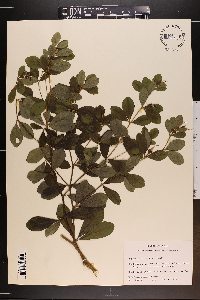 Baptisia nuttalliana image