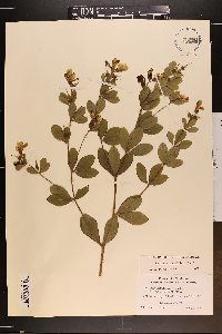 Baptisia nuttalliana image