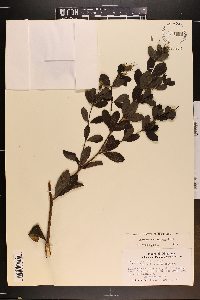 Baptisia nuttalliana image