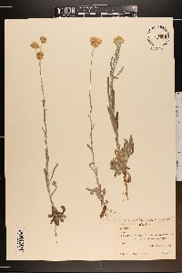 Pseudognaphalium luteoalbum image