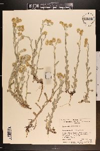 Pseudognaphalium luteoalbum image