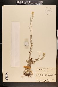 Pseudognaphalium luteoalbum image