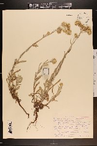 Pseudognaphalium luteoalbum image