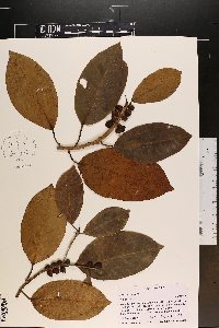 Ficus aurea image