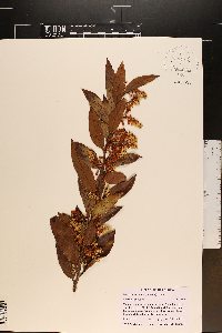 Leucothoe axillaris image