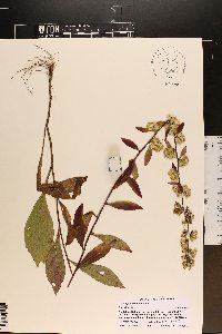 Solidago bicolor image