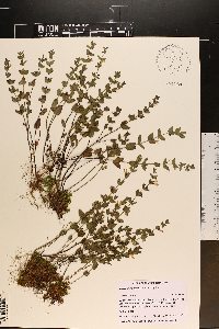 Scutellaria parvula image