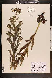 Lithospermum molle image