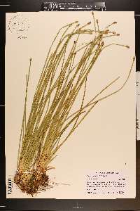 Eleocharis bifida image