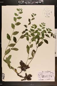 Lithospermum tuberosum image