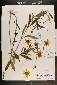 Coreopsis pubescens var. robusta image