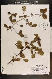 Crataegus uniflora image