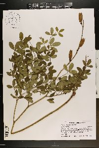 Baptisia albescens image