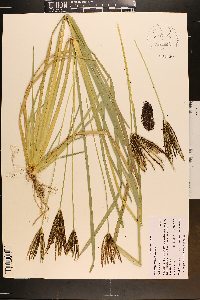 Eustachys glauca image