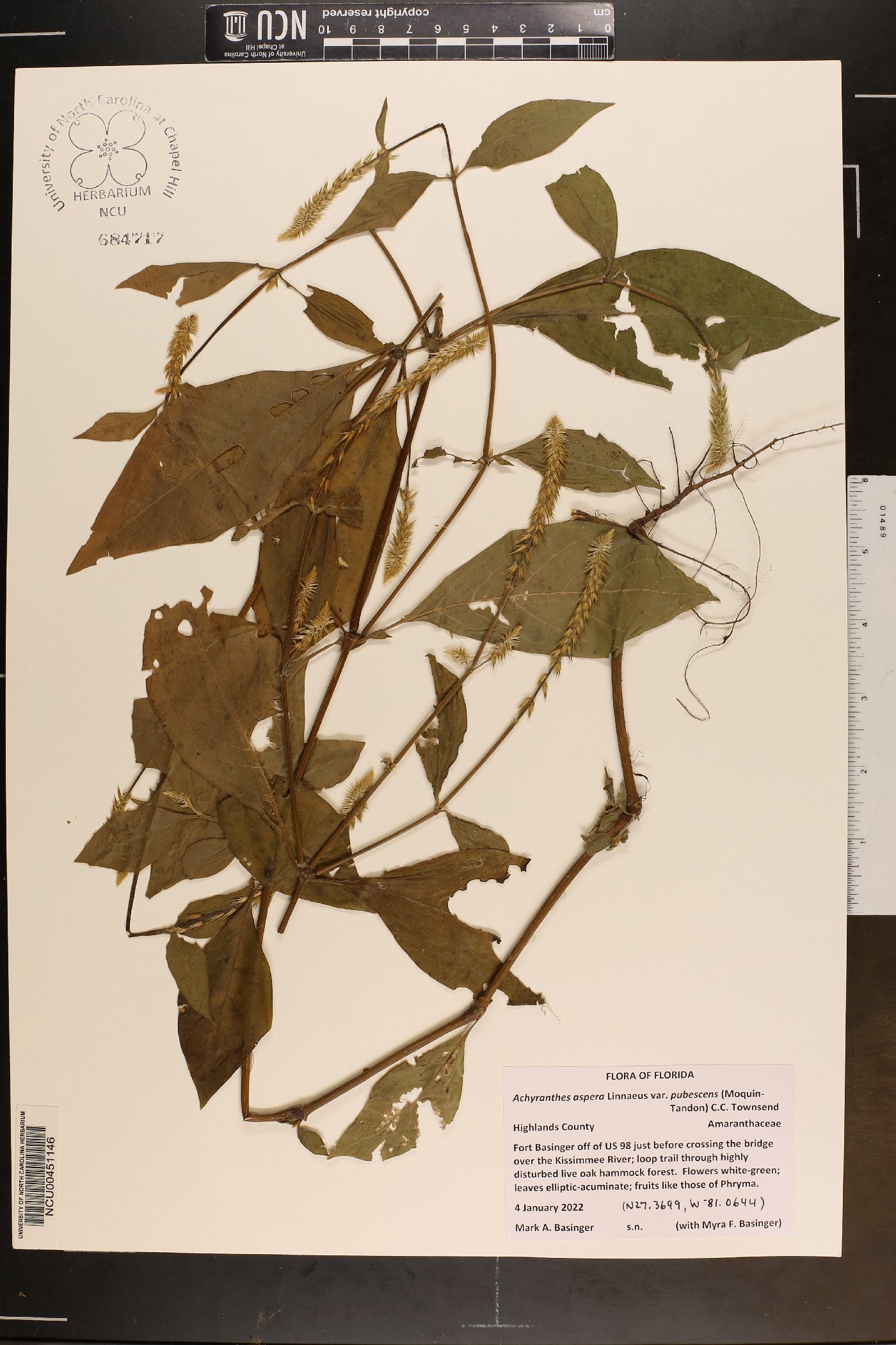 Achyranthes aspera var. pubescens image