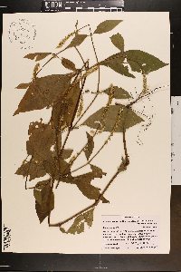 Achyranthes aspera var. pubescens image