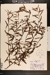 Ludwigia octovalvis image