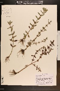 Ammannia latifolia image