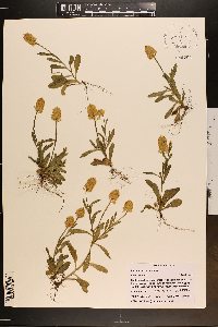 Polygala lutea image