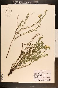Heliotropium polyphyllum image