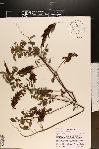 Indigofera hirsuta image