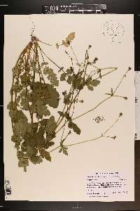 Geum vernum image