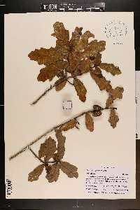 Quercus chapmanii image