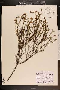 Hypericum piriai image