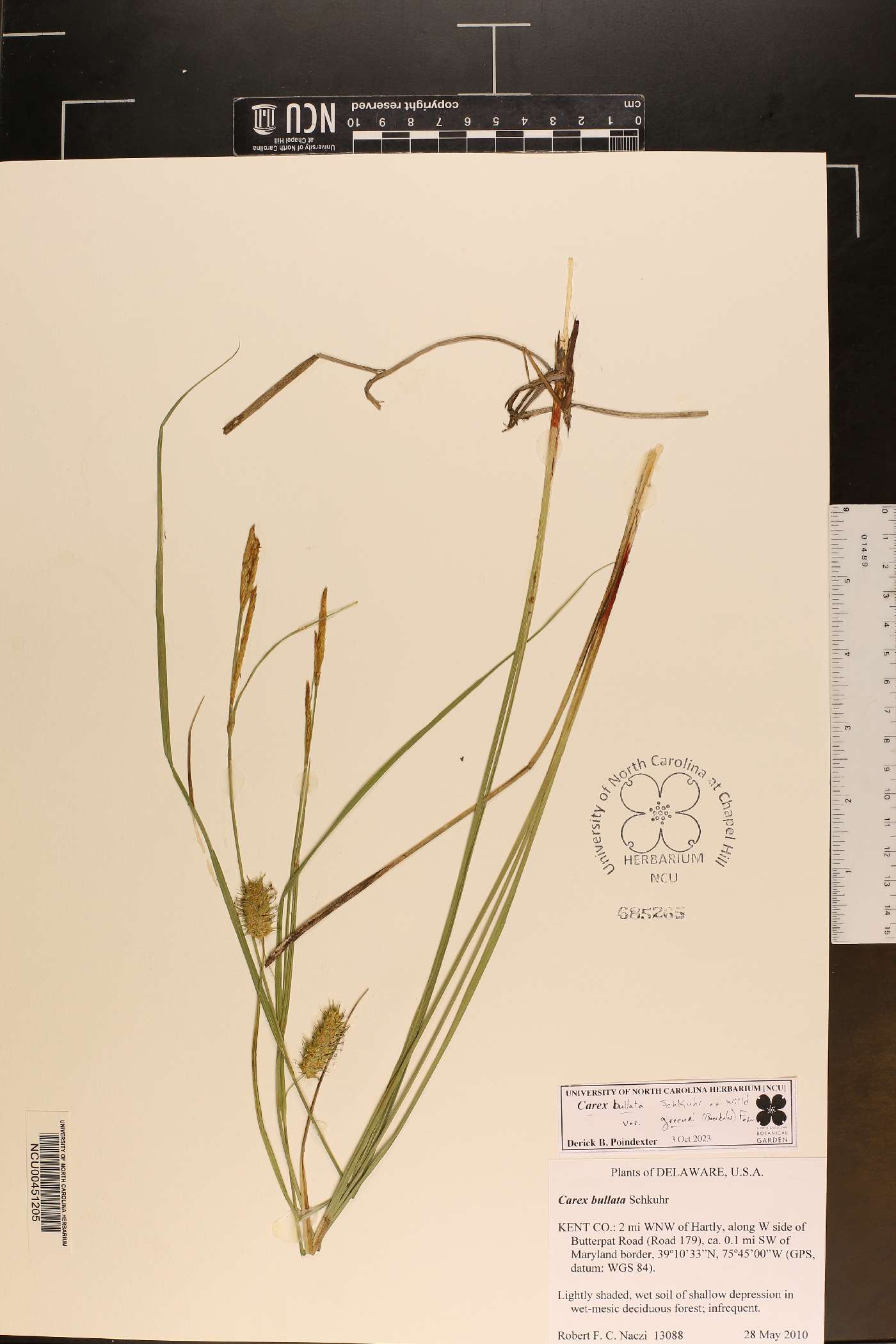 Carex bullata var. greenei image