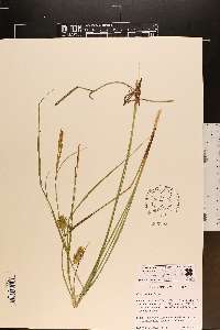 Carex bullata image