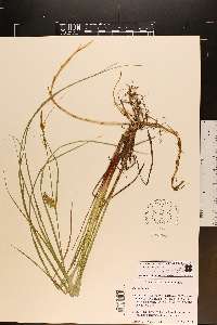 Carex bullata image