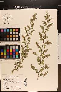 Kummerowia stipulacea image