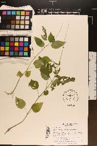 Circaea canadensis image