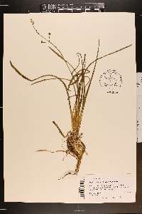 Sagittaria graminea image