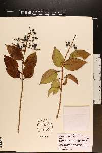 Ligustrum lucidum image