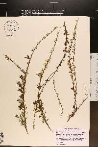 Spiraea thunbergii image