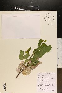 Robinia hispida image