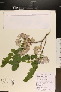 Robinia hispida var. kelseyi image