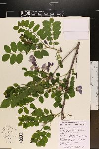 Robinia hispida var. rosea image