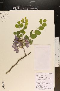 Robinia hispida image