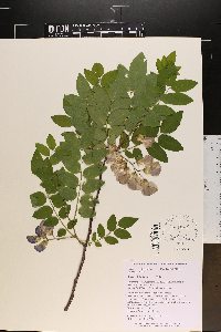 Robinia nana image